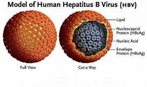 Harga Vaksin Hepatitis A+B di Bali