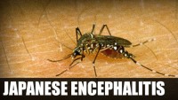 japanese-encephalitis